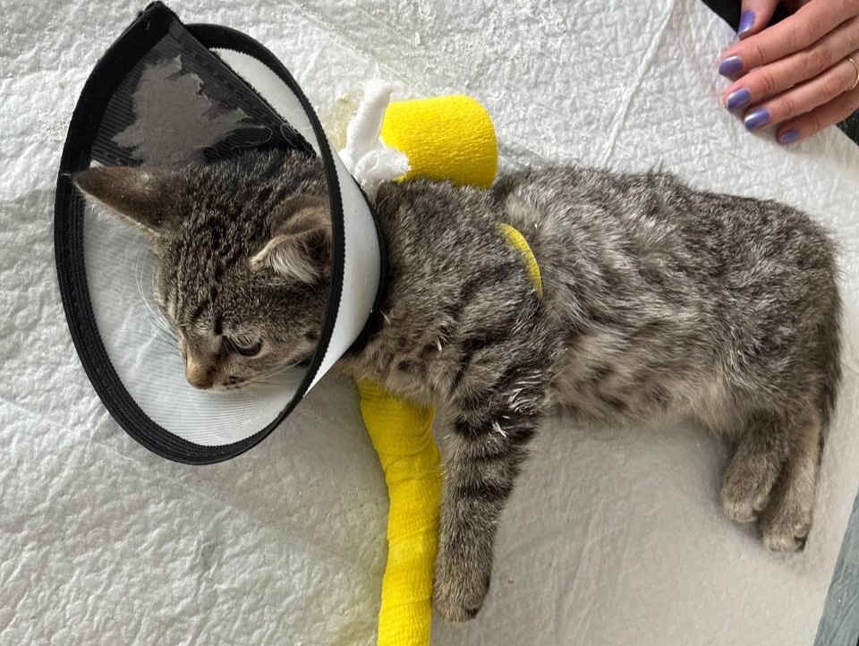 Госветуправление Нижнего Новгорода