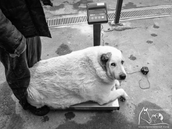 Знаменитый нижегородский пес Кругетс умер в госпитале