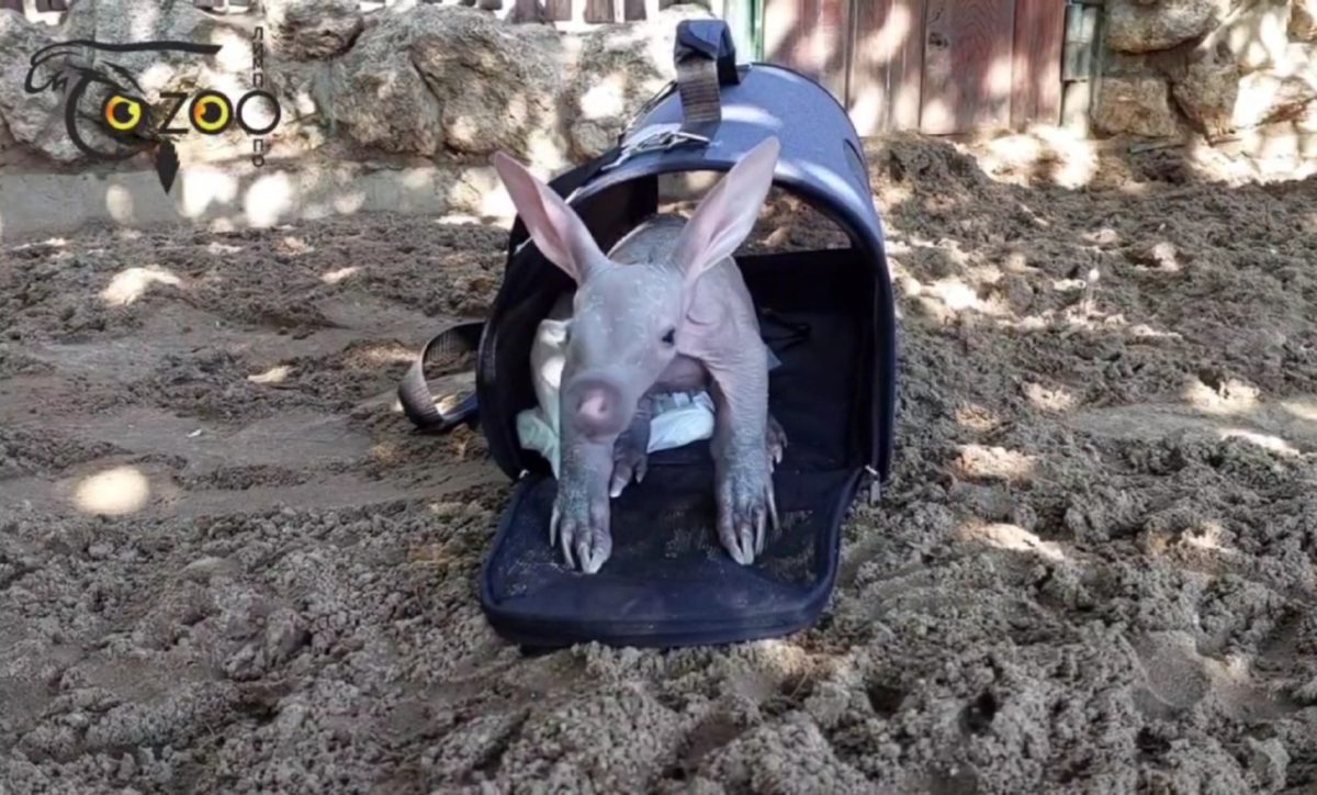 Детёныш трубкозуба вышел на первую прогулку в зоопарке «Лимпопо»