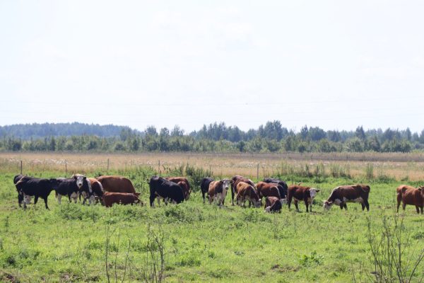Почти 100 млн рублей получили четыре нижегородские семьи на развитие ферм
