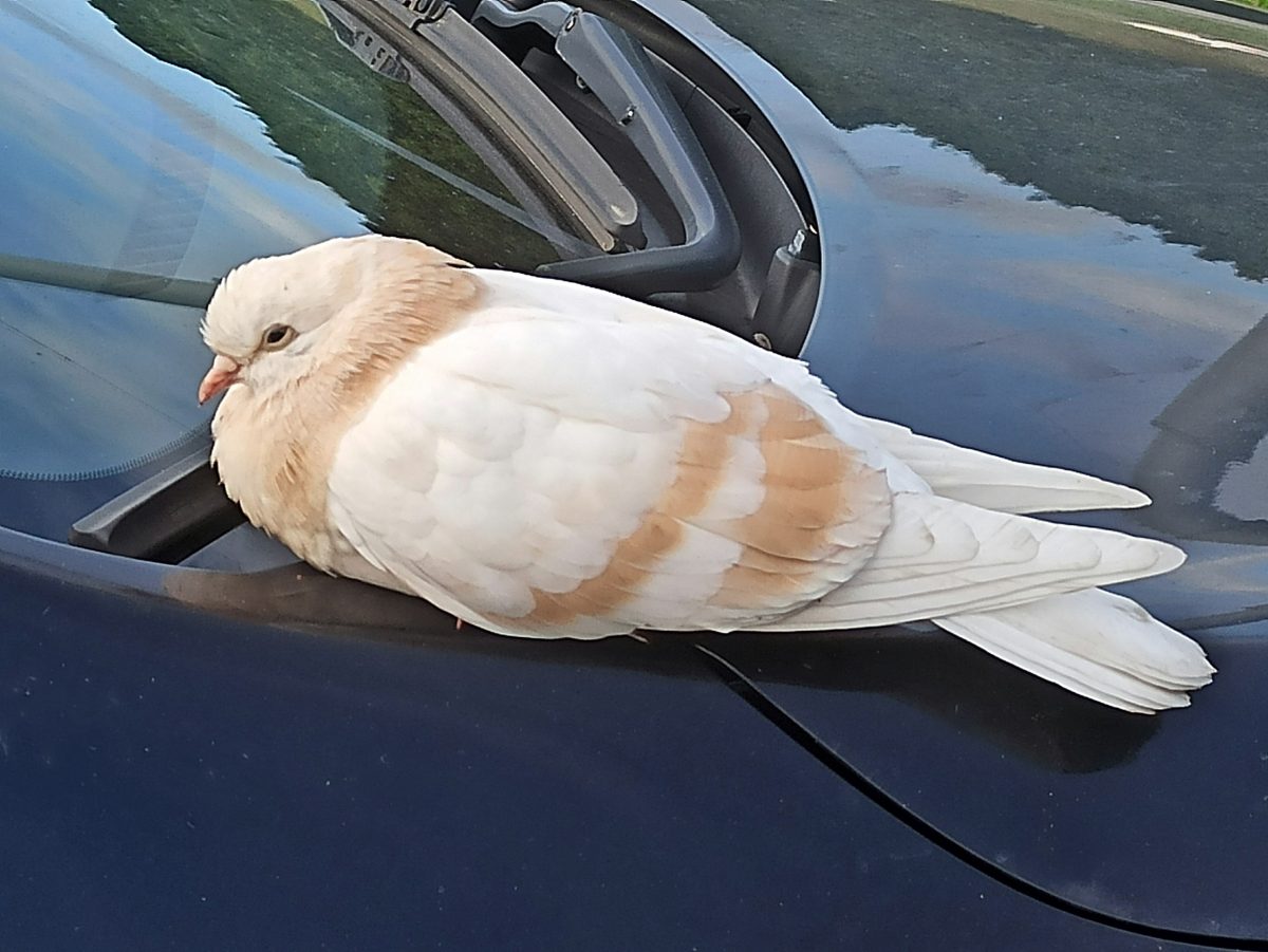 Ручного голубя с выпавшей кишкой нашли в Нижнем Новгороде