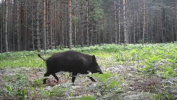 Кабанчики сыграли в догонялки в Керженском заповеднике