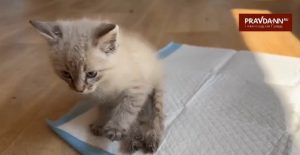 Покалеченного котенка и собаку подкинули в нижегородский приют «Сострадание НН»