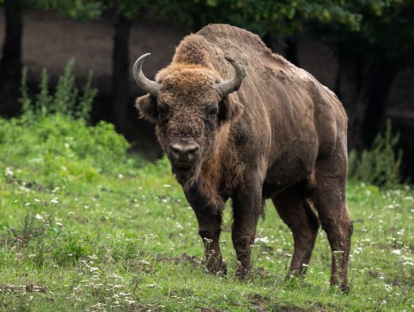 В Нижегородской области провели консультации с РАН о разведении зубров