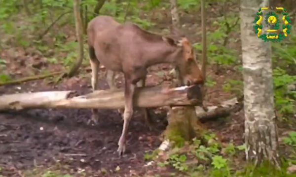 Два лося и заяц у минерального солонца попали в объектив фотоловушки