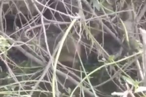 Ондатру заметили на Окской набережной в Дзержинске