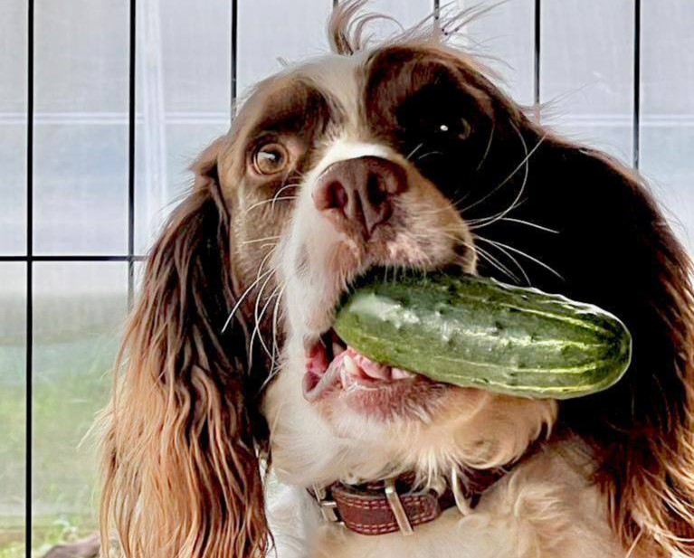 Председатель ЗСНО Евгений Люлин сообщил о смерти своей собаки Дуки