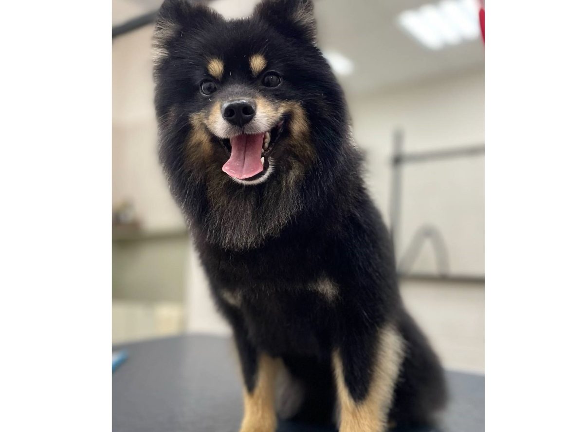 Собака пропала в районе Красной поляны в Нижнем Новгороде