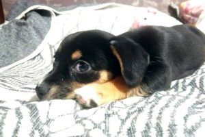 Кинолог Голубев назвал топ‑5 ошибок при домашней дрессировке собак