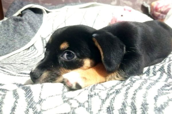 Кинолог Голубев назвал топ‑5 ошибок при домашней дрессировке собак