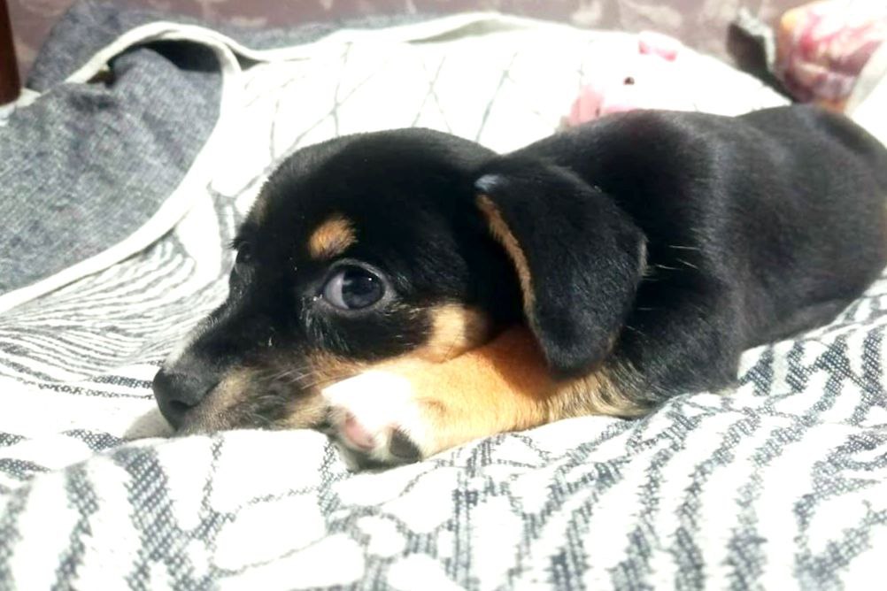 Кинолог Голубев назвал топ‑5 ошибок при домашней дрессировке собак