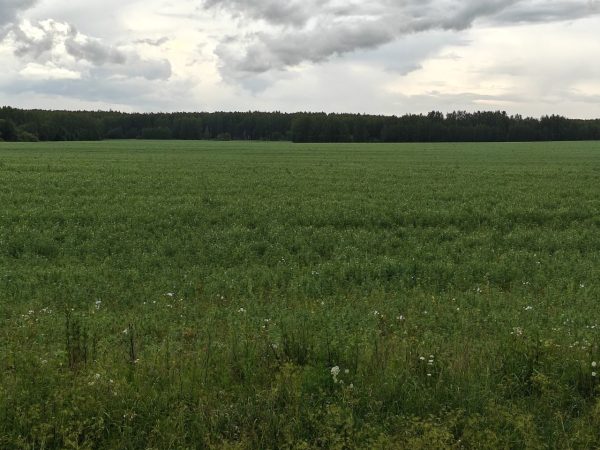 Посевная кампания в Нижегородской области завершена