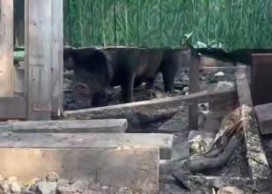 Скотный двор: нижегородка превратила собственный участок на улице Дарвина в нелегальную ферму со свиньями