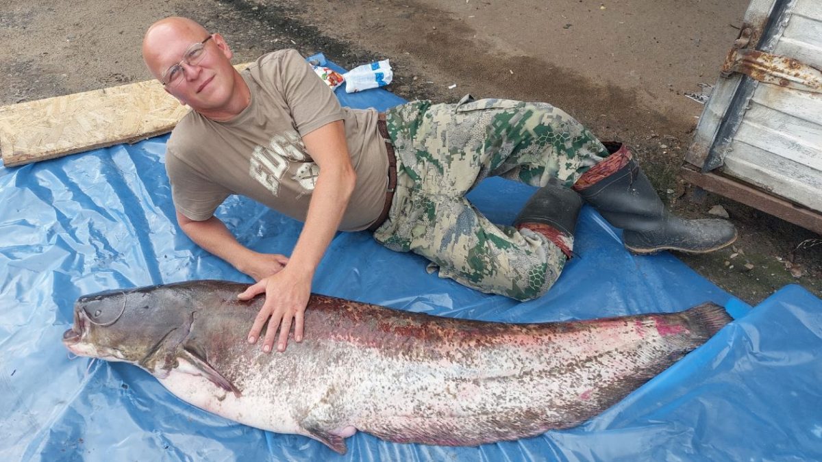 В Нижегородской области выловили сома весом 37 кг