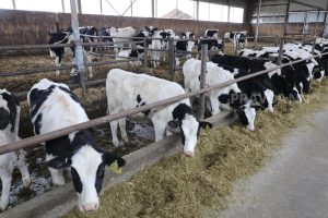На 4% выросло производство молока в Нижегородской области за&nbsp;год