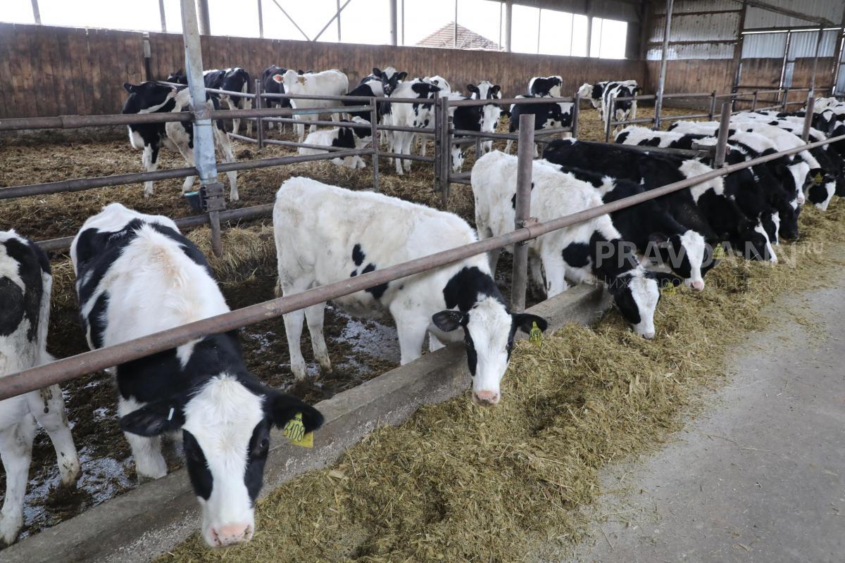 На 4% выросло производство молока в Нижегородской области за год