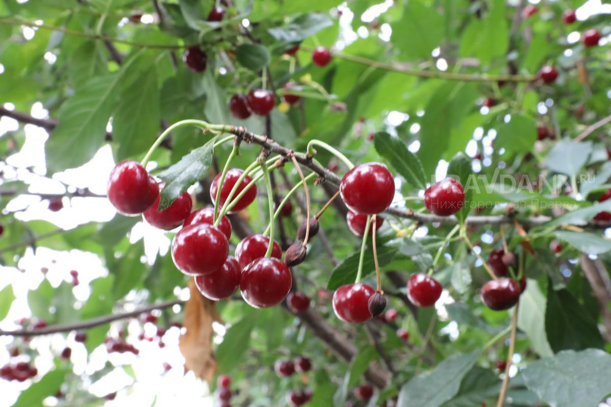 Нижегородским садоводам рассказали, как защитить от птиц созревшие ягоды