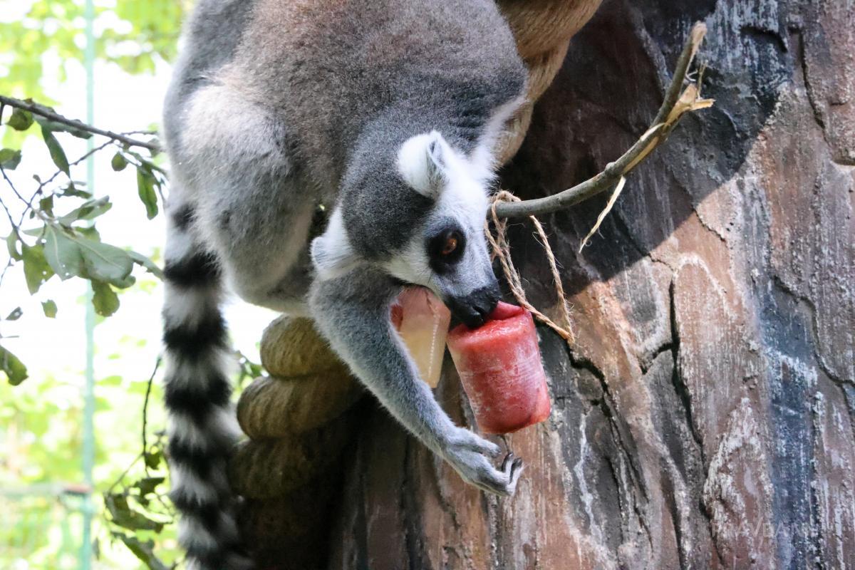 Зоопарк «Лимпопо» не одобрил идею установки видеокамер в вольерах животных