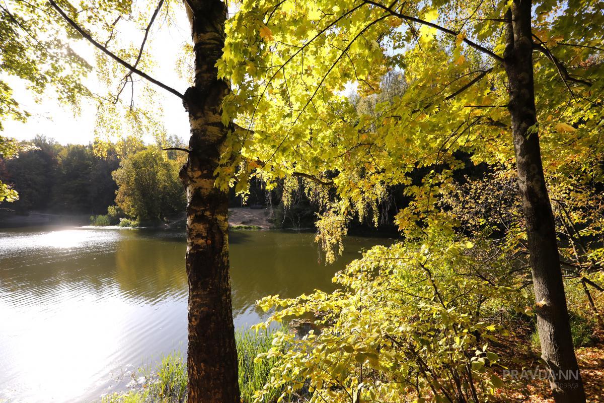 Запрет на посещение 13 лесов Нижегородской области ввели из-за пожароопасности