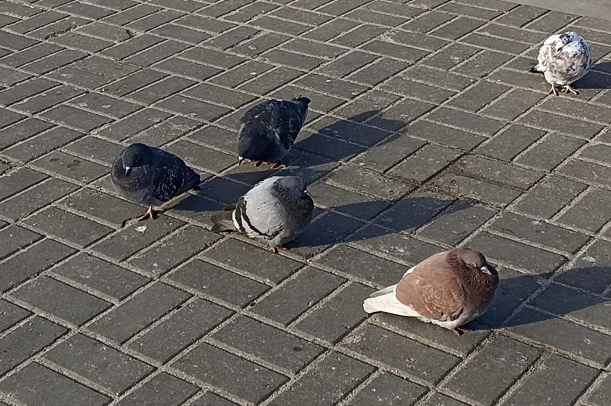 Кормление голубей рядом с домом может повлечь административный штраф