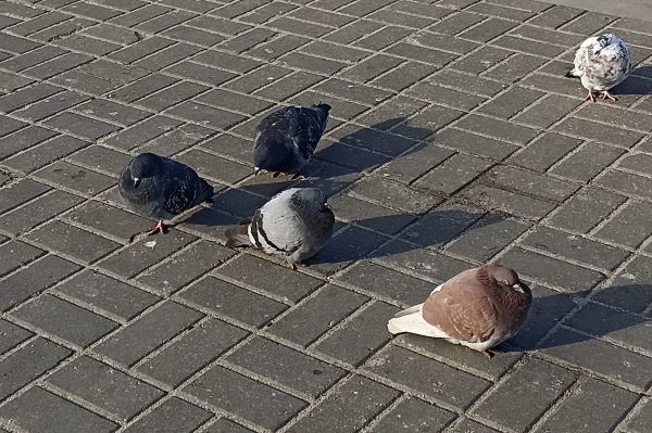 Кормление голубей рядом с домом может повлечь административный штраф