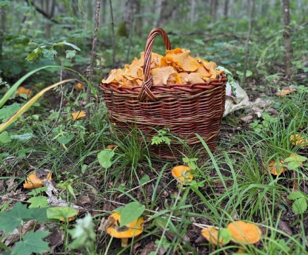 Охота на лис: нижегородские грибники рассказали о своем августовском «улове»