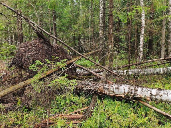 Более 400 случаев лесоизменений выявлено в Нижегородской области помощью ИИ