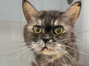 Пожилую бездомную кошку с онкологией спасают нижегородские волонтеры