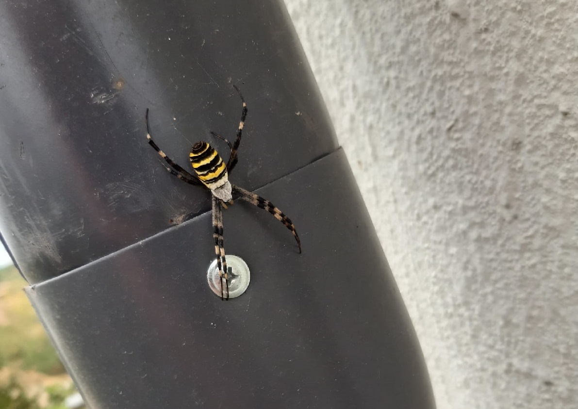 Нижегородцев предупредили о нашествии пауков-ос