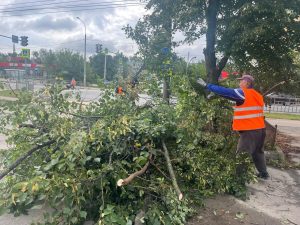 Деревья около школ Дзержинска кронируют