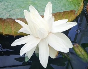 Самая крупная кувшинка в мире Виктория амазонская зацвела в Ботсаду ННГУ