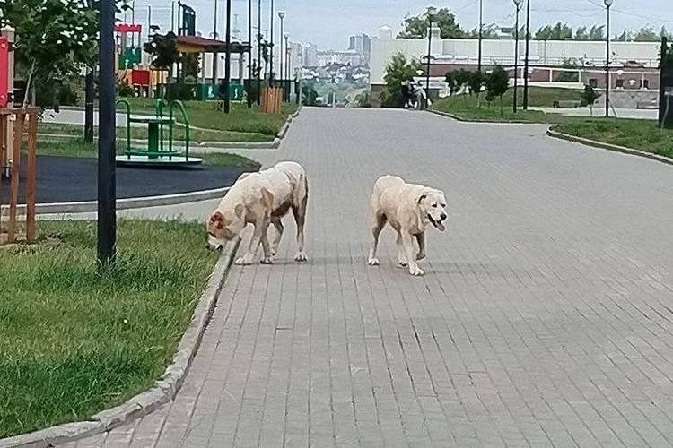 Два алабая держат в страхе жителей нескольких микрорайонов