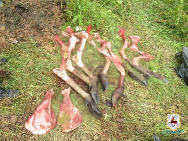 Браконьер застрелил двух лосей в нижегородском лесу