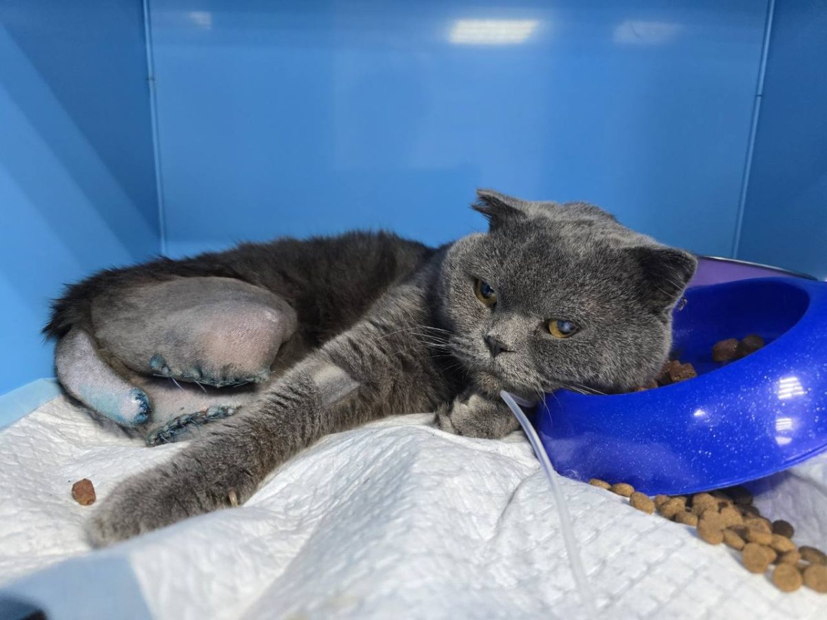 Нижегородские волонтёры спасли кота, которого переехал трамвай