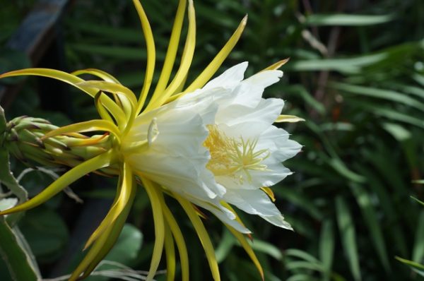 «Царица ночи» зацвела в ботаническом саду ННГУ