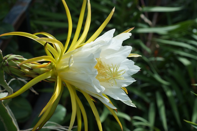 «Царица ночи» зацвела в ботаническом саду ННГУ