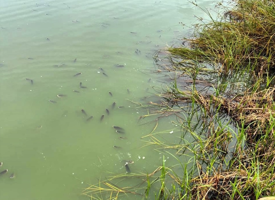 Жители Богородска жалуются на неприятный запах и мертвую рыбу на Кабацком озере