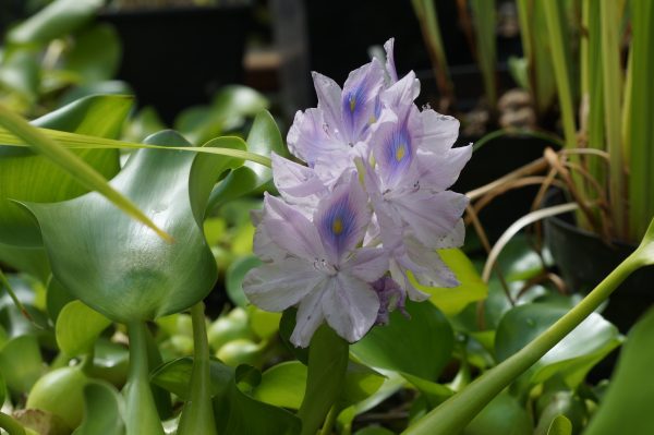 Водяной гиацинт цветет в Ботаническом саду ННГУ