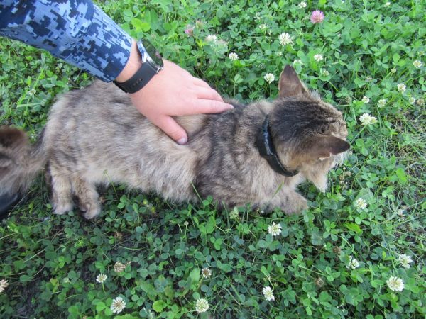 Стала известна судьба кота-наркокурьера в Варнавинском районе