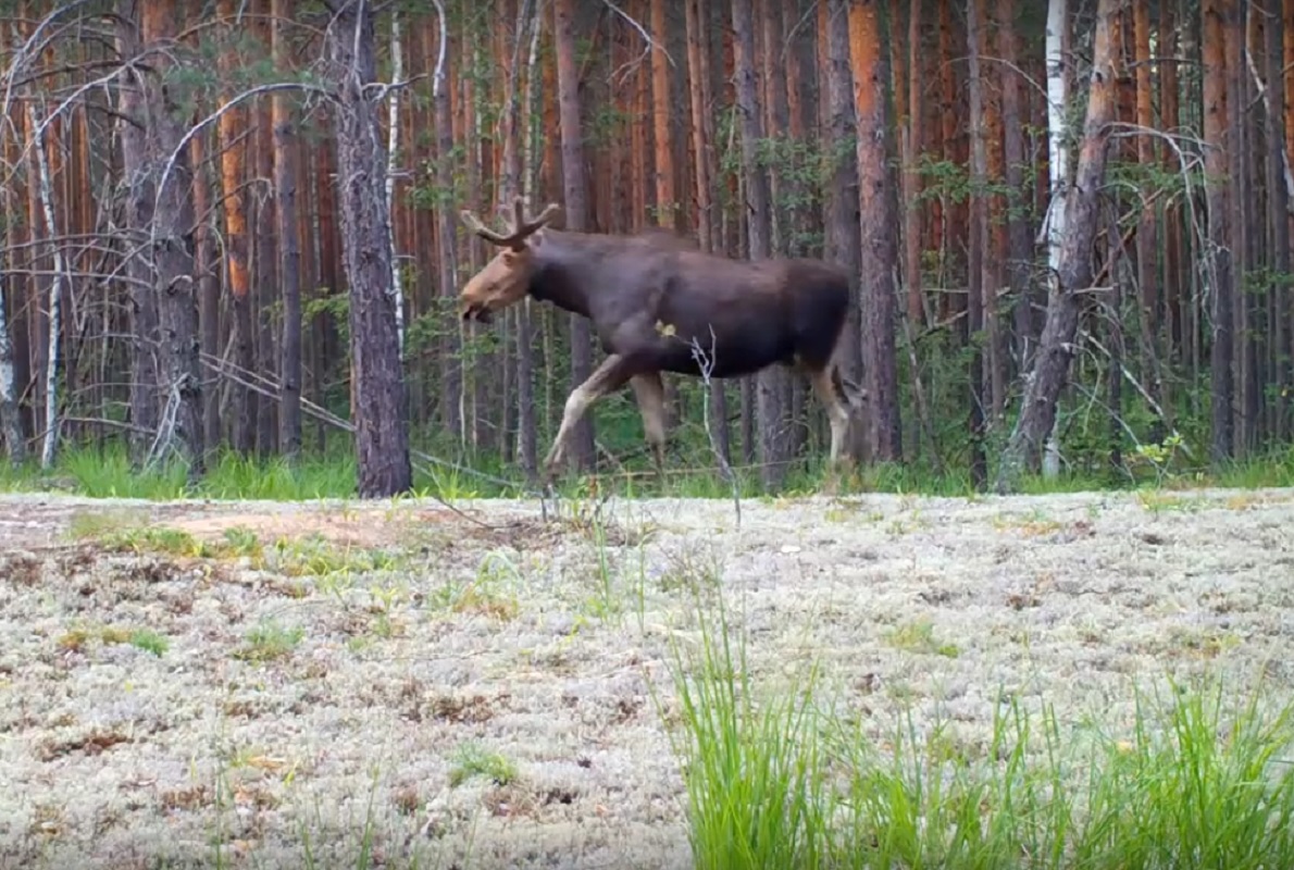 Три лося попали в объектив фотоловушки в Керженском заповеднике