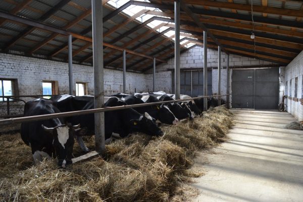 Валовый надой молока в Нижегородской области с начала года вырос на 4 процента