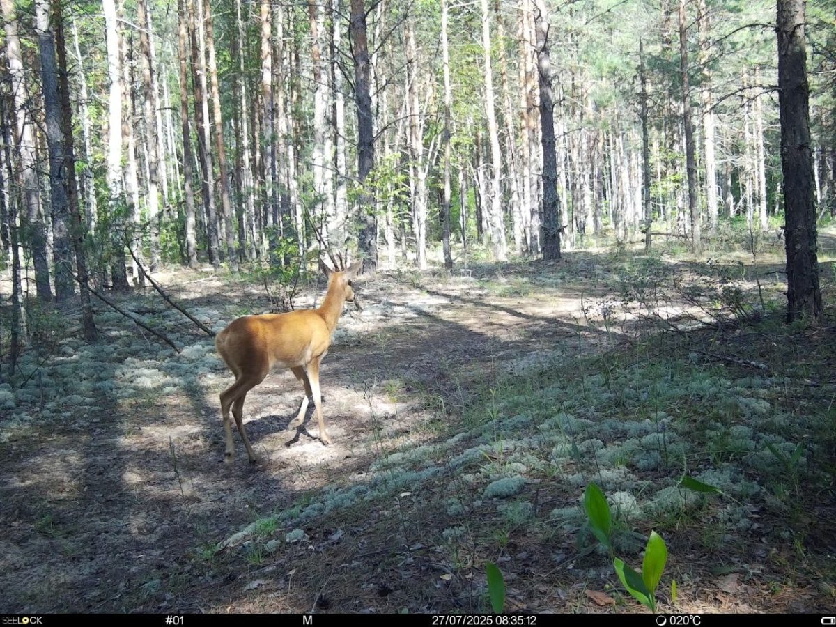 Самец косули заглянул в Керженский заповедник