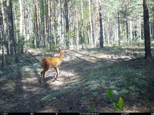 Самец косули заглянул в Керженский заповедник