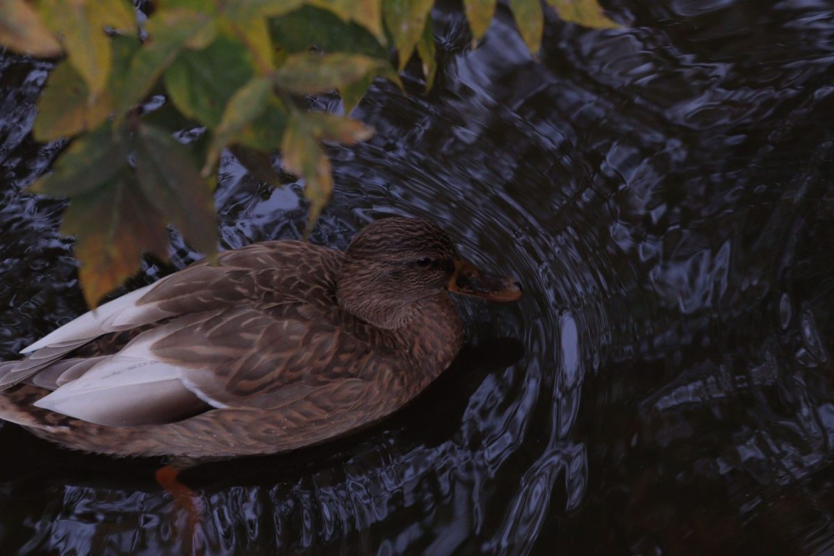 С 16 августа в Нижегородской области открывается сезон охоты на пернатую дичь