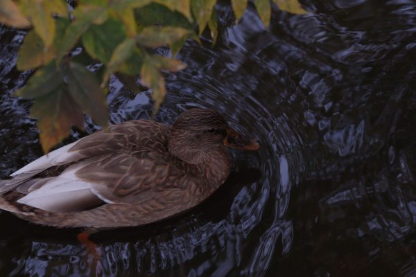 С 16 августа в Нижегородской области открывается сезон охоты на пернатую дичь