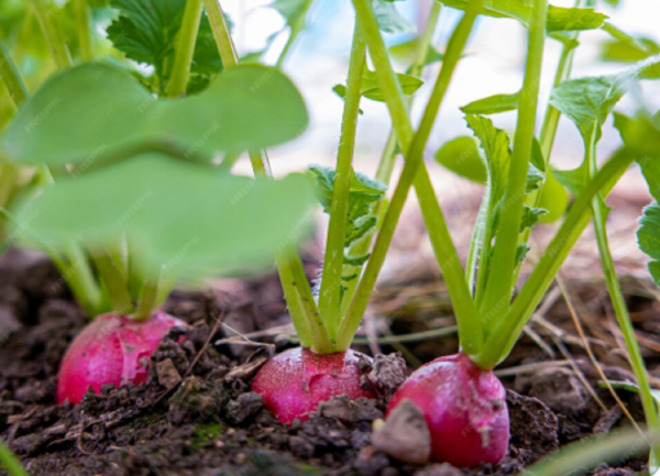 Урожай второй волны: садоводам подсказали, чем занять опустевшие грядки 