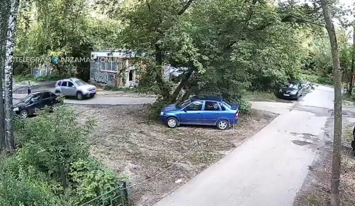 Водитель авто переехал сидящую на обочине собаку в Арзамасе