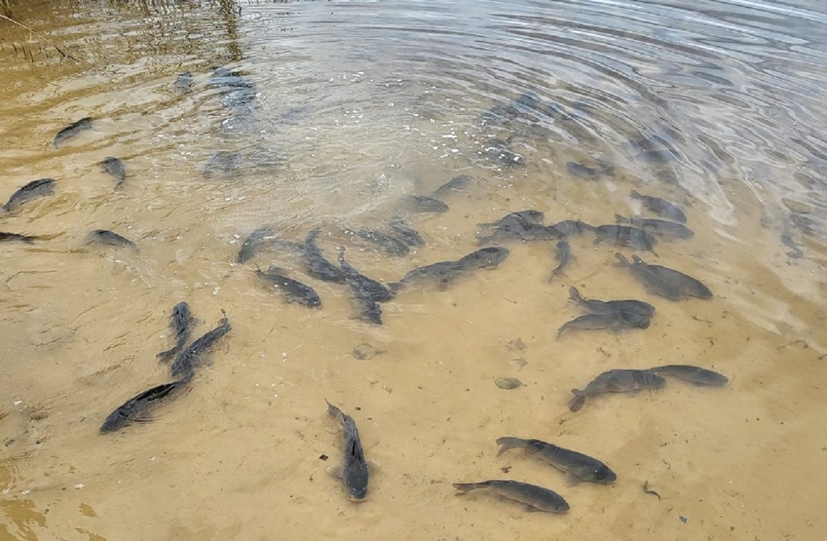 Экологическая акция «Зов Волги» пройдет в Кстовском округе