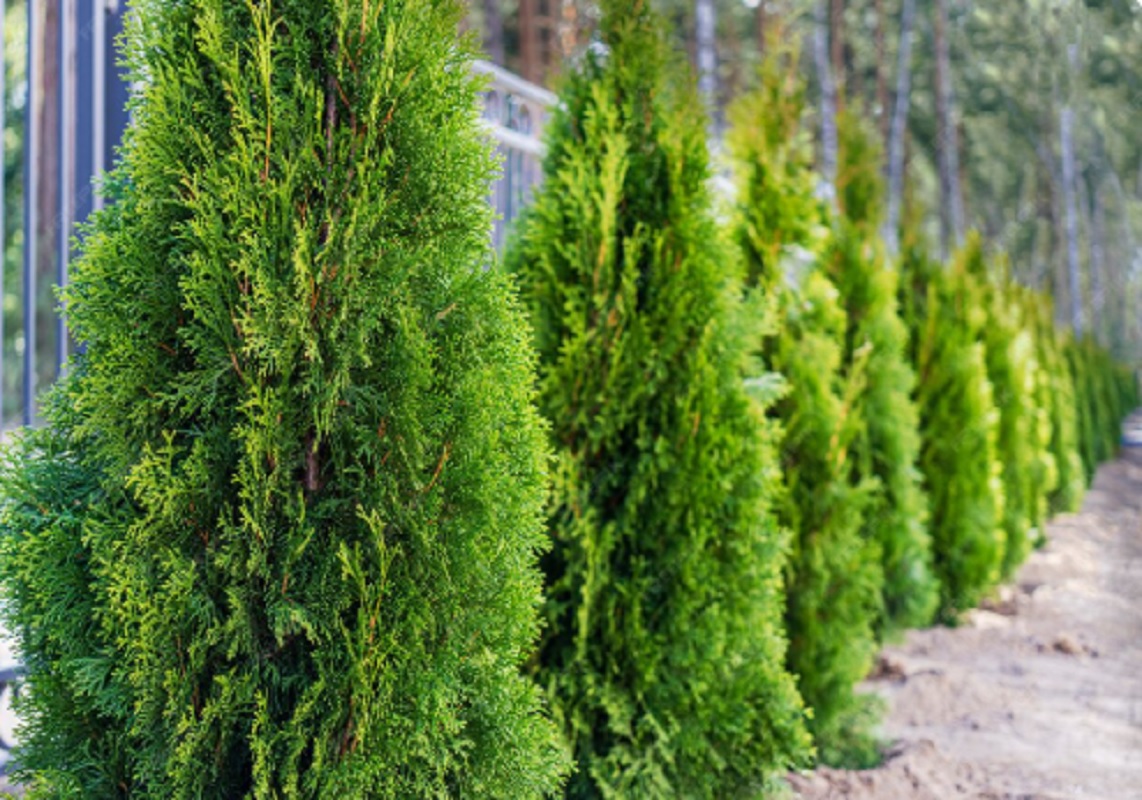 Нижегородским садоводам посоветовали, как вылечить заболевшую тую