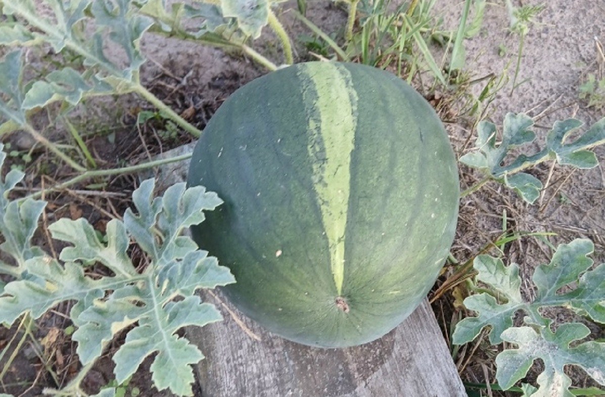 Урожай арбузов на подходе